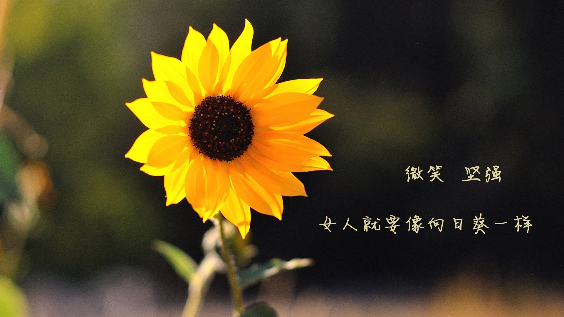 体育产业发展新机遇探讨，体育产业新发展格局